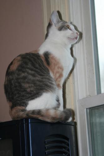 Peaches on the Tower - This is our younger cat Peaches sitting on top of my husband&#039;s computer tower.