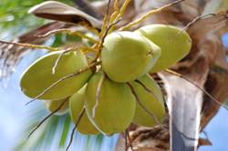 green coconut - green coconut water is good for health