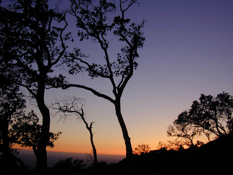 outdoors - swaying trees at sundown