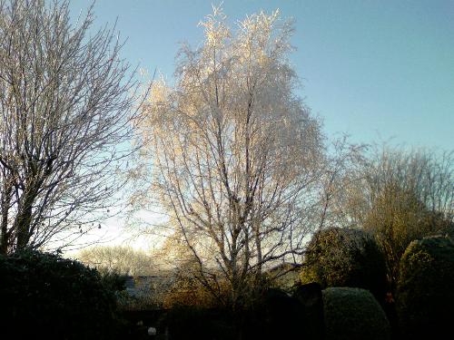 Silver Birch in our Garden - A are occurrence to have such a cold air-frost here on the coast.. But it was so attractive that I couldn&#039;t resist but to step into the "freezer" and take it.. 