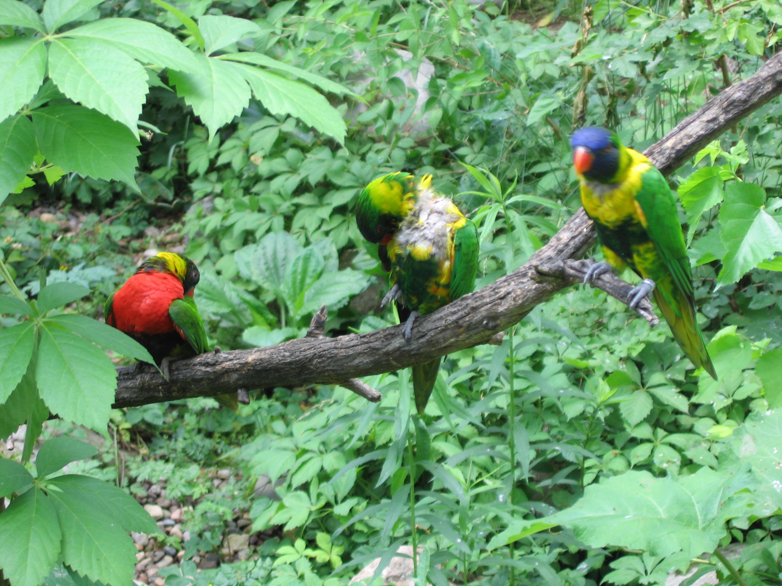 Tropical Birds - This photo was taken at the Indianapolis zoo. I thought these birds were so pretty with their bright colors! I couldn't resist taking a photograph of them sitting in a row like that!