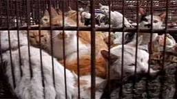 Cats in cages - which has now been rescued