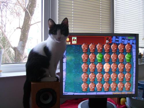 Daisy watching the pc - Daisy is really into Plants and Zombies and takes any chance to play with them when i play the game. Daisy watching the pc - Daisy is really into Plants and Zombies and takes any chance to play with them when i play the game.