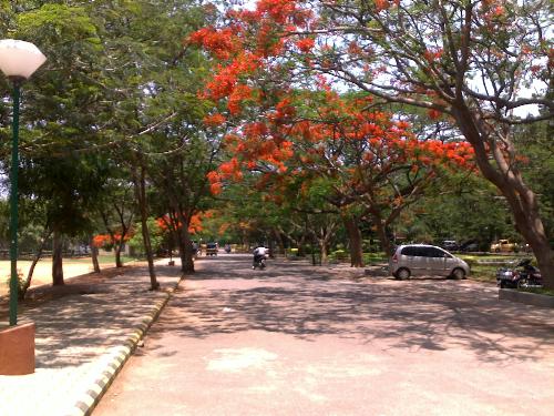Beautiful... Boulevard - my college campus