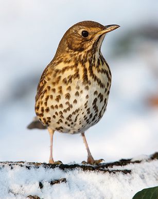 My visitor - I'm so glad to see the thrushes come back!