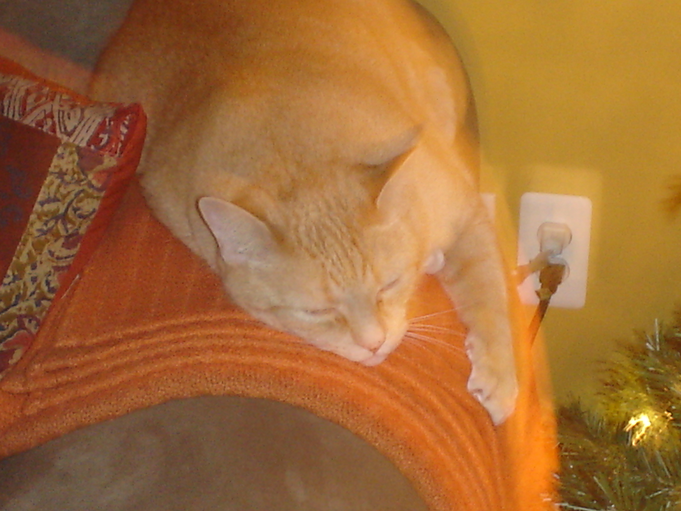 Cat  - A cat sleeping