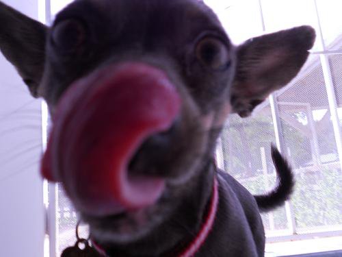 My chihuahua Daisy greeting the camera - This picture is of Daisy, my chihuahua. My sister was the one who took the picture. She asked Daisy to pose but instead of doing that she decided she wanted to greet her by licking the camera lens. The opportunity was too good to miss so she snapped a quick picture and this was the result. I have to laugh every time I see this picture. Daisy never has a decent picture, she's always doing something weird.