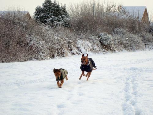 Odin and Vidar enjoying the snow - They can take any amount of it!!