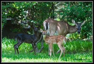 Black Fawn - This is a picture of a black fawn taken with its twin and mother.
I found it fascinating to see the coloring so different from the other two.