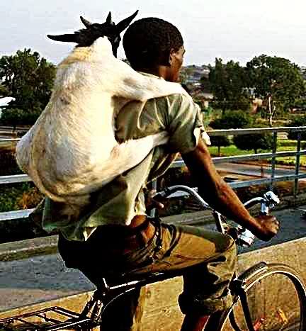 I Love My Pet - I Love My Pet, just for you