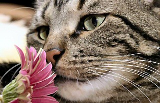 American Tabby  - Tabby like 13 y.o. pet who had to be euthanized in 2006