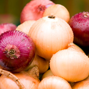 Onion Prices - helpless