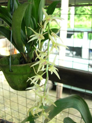Eria Javanica - It has a nice smell.