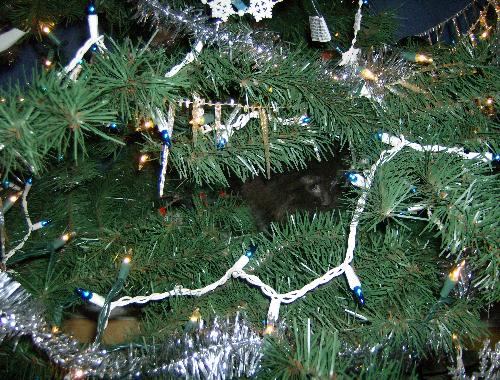cat in a tree - This is Eclipse in my artificial tree