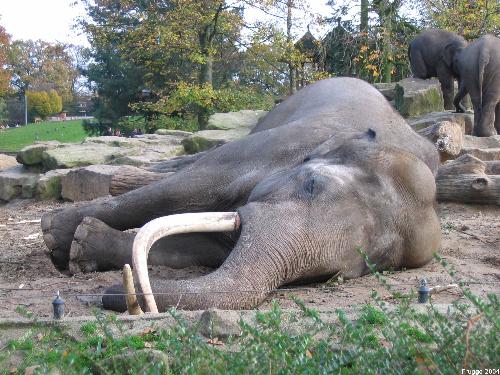 sleeping elephant - There is one quote saying "you sleep like an elephant".

The meaning to that is that you are a very deep sleeper. Even a herd running around, you wont be able to wake up.