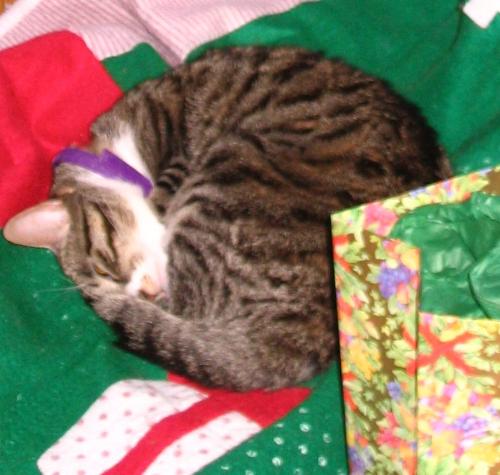 Sookie under the Christmas tree - Our little female cat, Sookie, who loves warm places and needs lots of TLC!