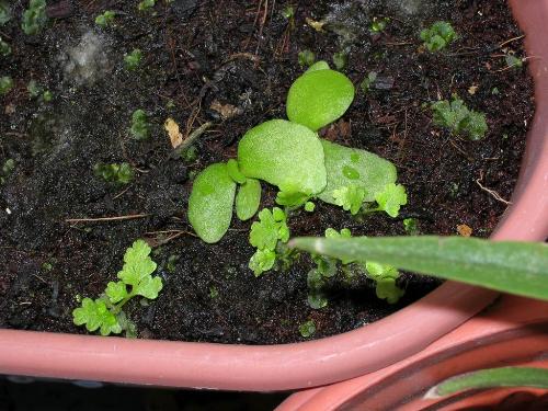 Staghorn Fern - My first staghorn fern sown from the spores. About 8 month.