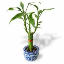 Lucky Bamboo - A plant very similar to the one I bought.