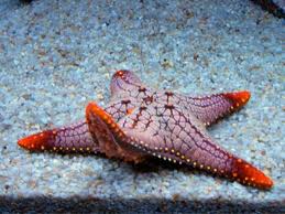 starfish - starfish....