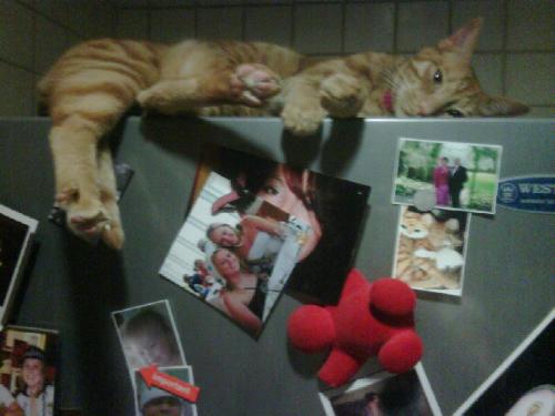 Cool cat!! - Her favourite sleeping place, on top of fridge!!