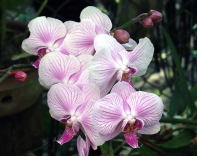 Orchid - This is Lenkester Orchid.