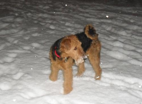 Binne, the dog who scared the neighbor - You can see how scary she looks, especially when she has her muzzle covered in snow like this. And this is how she looked this evening.