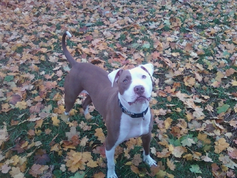 rockie - he is my baby boy