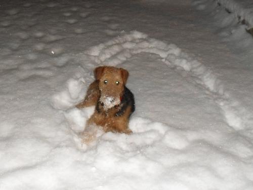 I love the snow - I love to lay down in the snow, even if Mom don't let me do so