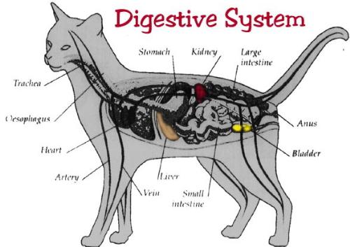 cat's digestive system  - this is what google showed me cat's digestive system