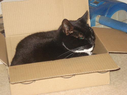 Soxx in a box! - Soxx in a box. Cuute!