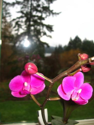 Blooming Orchid - Winter's Gift