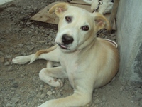 goldy - my funny golden retriever dog