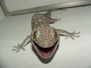 tokek 1 - People are now looking for this creature as it is consider valuable in the medical fields.  I do't know why, heard some rumors cannot confirm but it is now hunted all over the country
