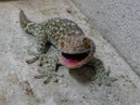 tokek 2 - look out for this creature it is very valuable in the medical fields