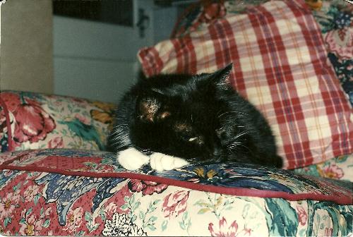 Thebes, a very special cat! - Thebes, aged about 10 in the photograph