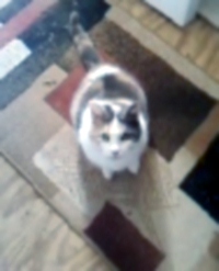 Calico Cat - A Calico Cat sitting on a rug looking up.