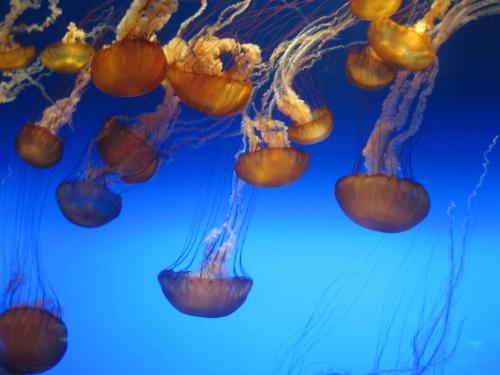 Monterey Aquarium - Monterey Aquarium - jellyfish