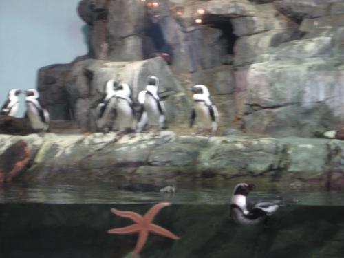 Monterey Aquarium - Pinguins