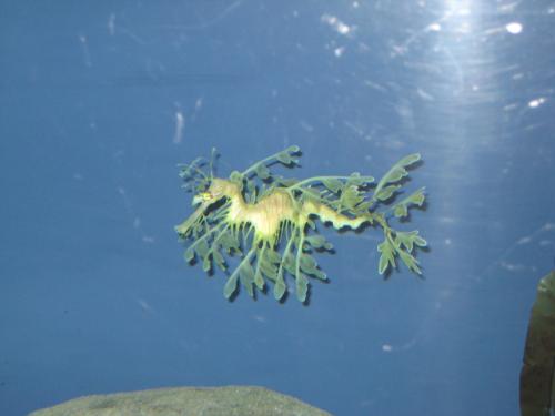 Monterey Aquarium - seahorse