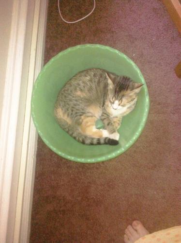 Bowlful of Baby Cat - The bowl was sitting on the floor next to the computer desk (I don't know why) and she just loved getting into it to sleep next to whoever was at the desk.