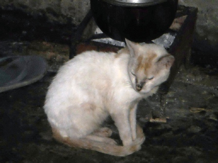 Our cat - He was so dirty this time because he messed up our cleaning campaign in the backyard..hahahaha