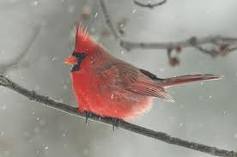 Kentucky Cardinal - redbirds fluff up in winter time to keep body heat in the feathers