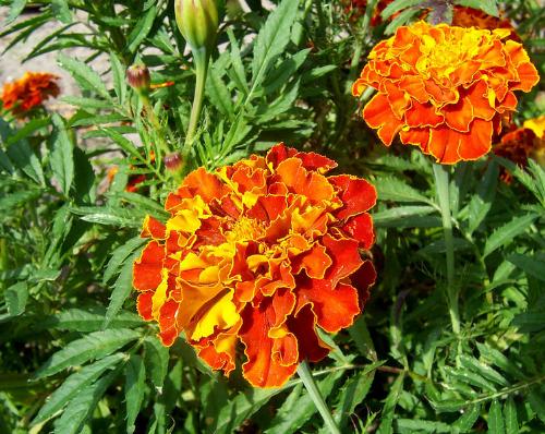 Marigolds are flea repellent - Marigolds are well known as flea repellent