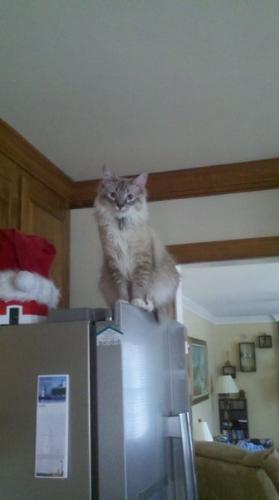 Oreo on top of the refrigerator - He likes to wack us on top of our heads when we walk past.