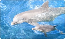 dolphins - dolphin death pool dolphins - dolphin death pool