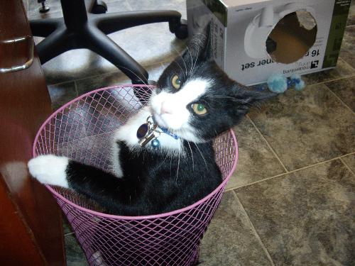 Hewy in the rubbish bin - Hewy the cat