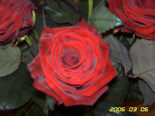 rose - a photo i took of a red rose its gorgeous
