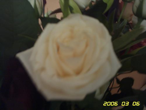 ivory rose - my gorgeous flower photo
