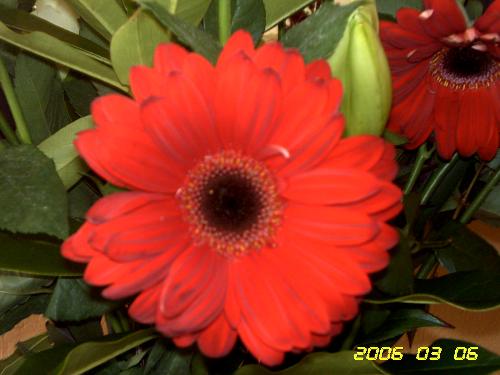 flower - my flower photo
