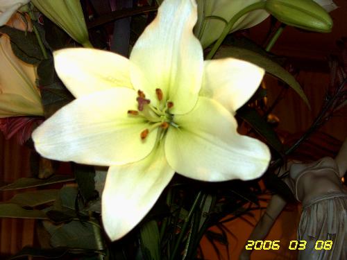 lily - a gorgeous cream lily